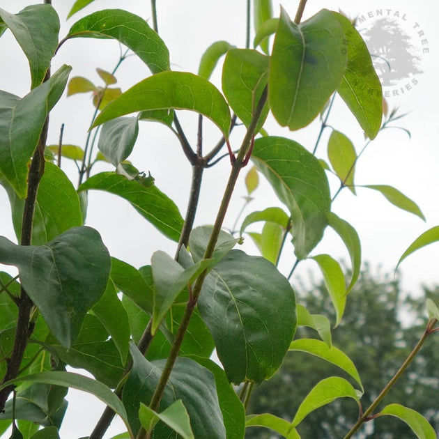 Syringa pekinensis China Snow