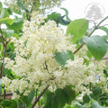 Syringa pekinensis China Snow