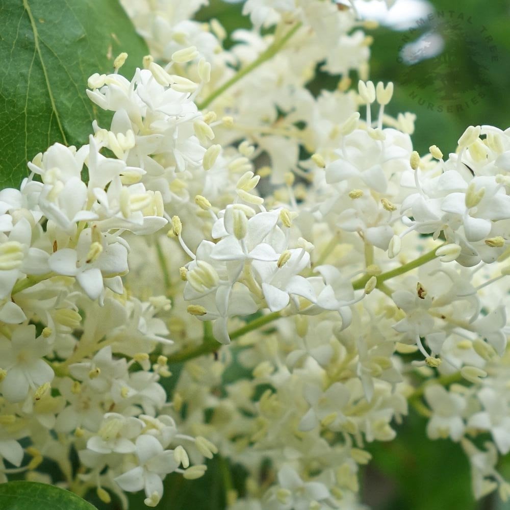 Syringa pekinensis China Snow tree