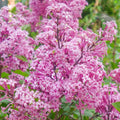 Syringa 'Red Pixie' dwarf Lilac