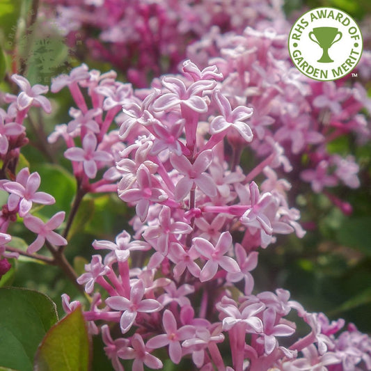 Syringa 'Red Pixie' Dwarf Lilac