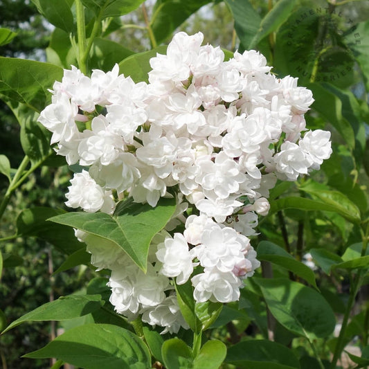 Syringa vulgaris 'Beauty Of Moscow'