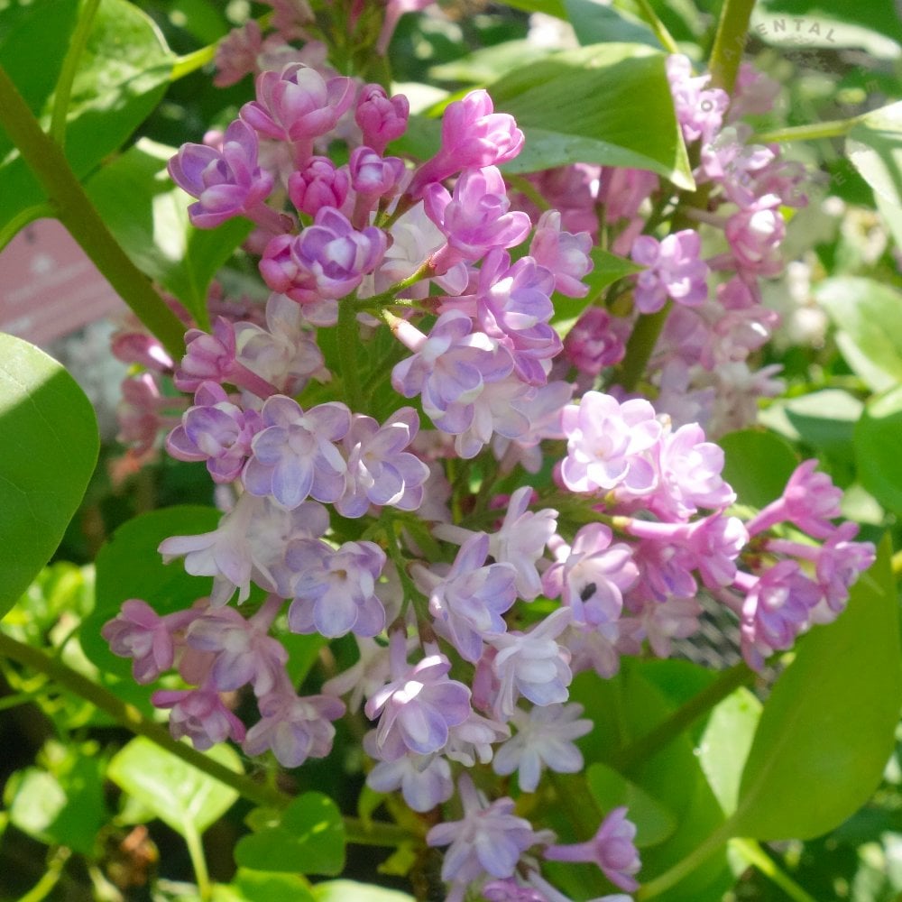 Syringa vulgaris 'Belle de Nancy' flowers