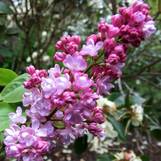 Syringa vulgaris 'Belle de Nancy'