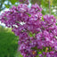 Syringa vulgaris 'Charles Joly' Lilac