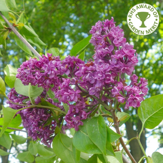 Syringa vulgaris 'Charles Joly'