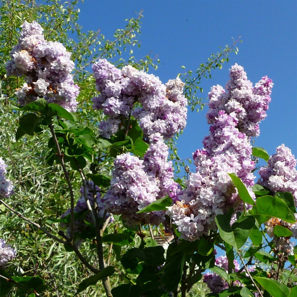 Syringa vulgaris 'Katherine Havemeyer' Lilac tree