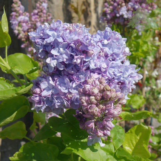 Syringa vulgaris 'Katherine Havemeyer' Lilac flowers