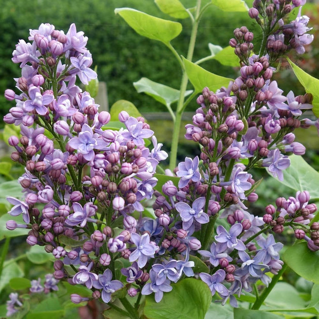 Syringa vulgaris Michel Buchner Lilac