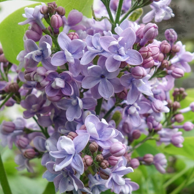 Syringa vulgaris Michel Buchner Lilac