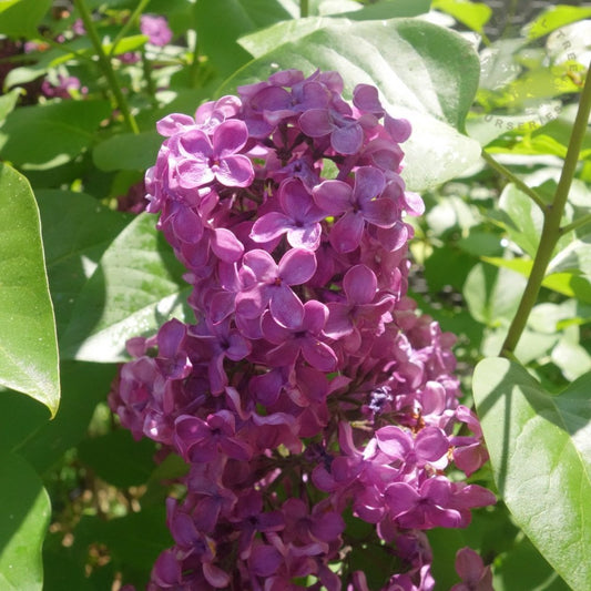 Syringa vulgaris 'Paul Thirion'