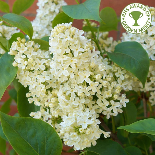 Syringa vulgaris 'Primrose'