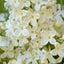 Close up of Syringa vulgaris 'Primrose' flowers