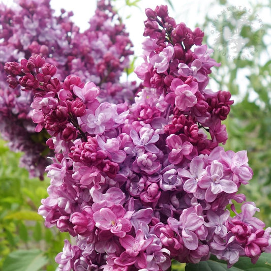 Syringa vulgaris Prince Wolkonsky Lilac