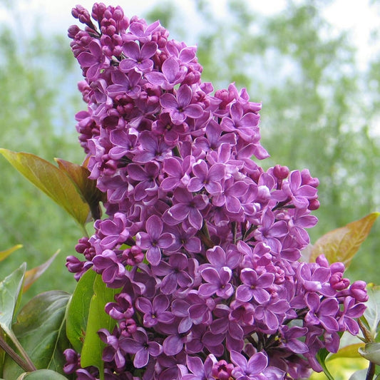 Syringa vulgaris 'Souvenir de Louis Spaeth' tree