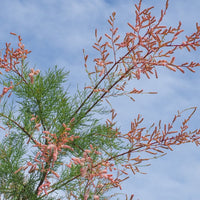 Pink Cascade Salt Cedar Tree