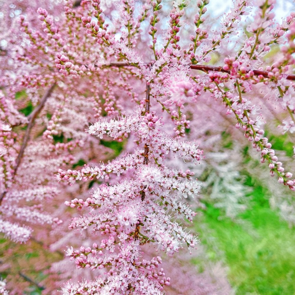 Tamarix Pink Cascade