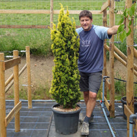 Taxus baccata 'Fastigiata Aurea' 30L tree