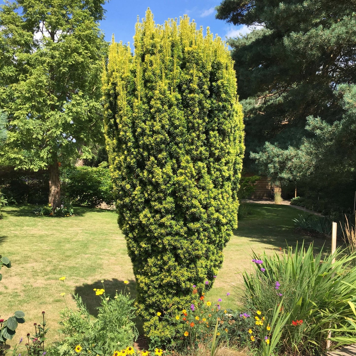 Taxus baccata 'Fastigiata Aurea' tree