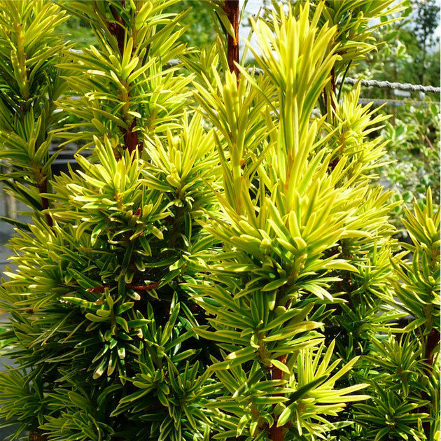 Taxus baccata 'Fastigiata Aurea' golden foliage