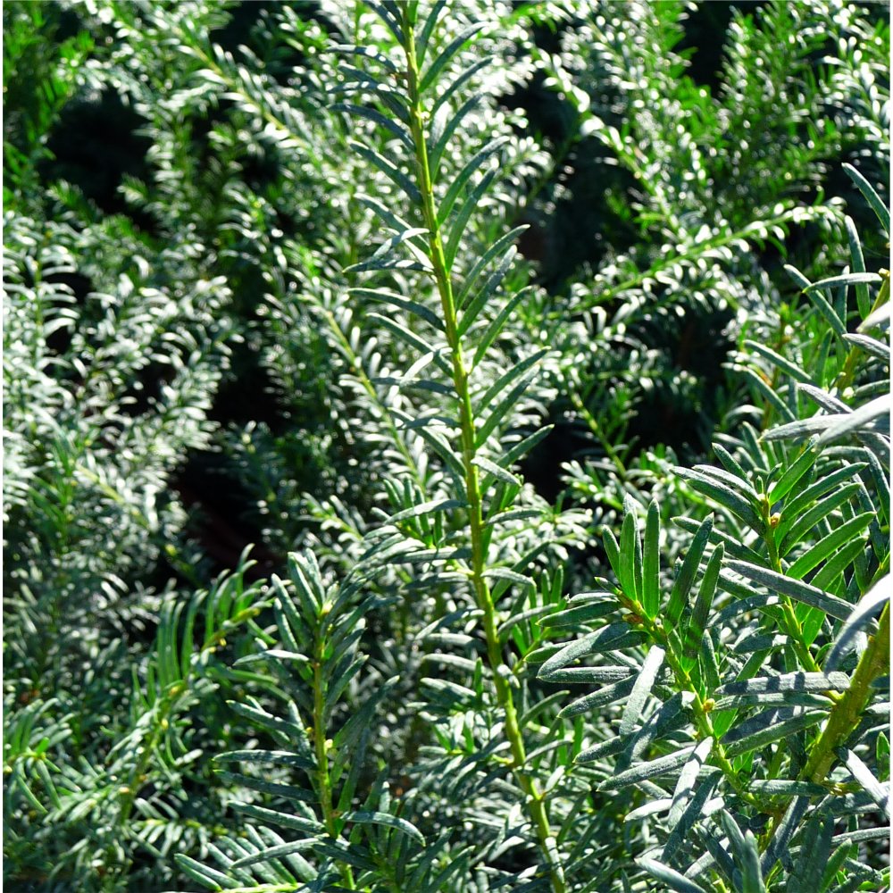 Taxus baccata 'Fastigiata' foliage