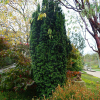 Taxus baccata 'Fastigiata' Upright Yew tree