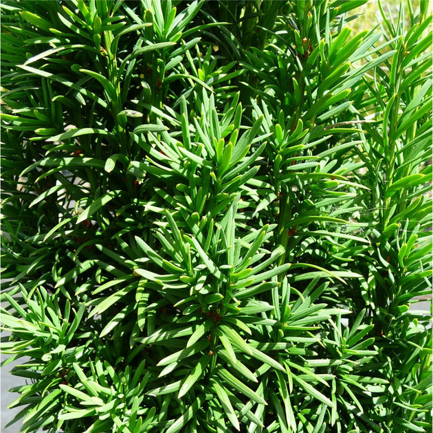 Taxus baccata 'Fastigiata' foliage