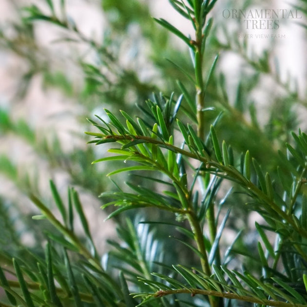 Taxus baccata Yew foliage