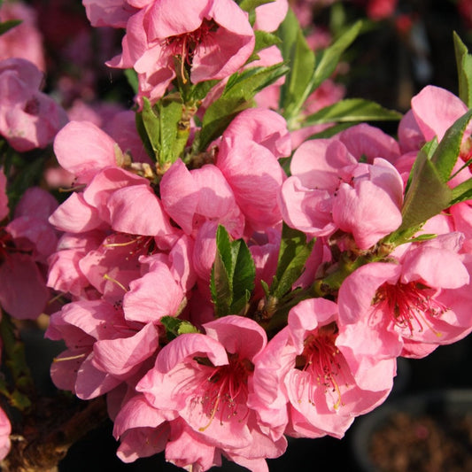 Terrace Amber Peach tree blossom