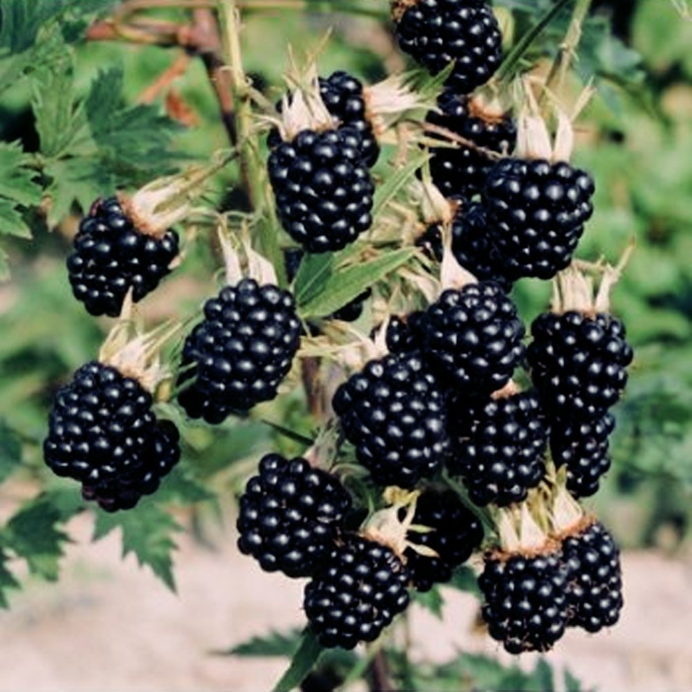 Thornfree Blackberry bush