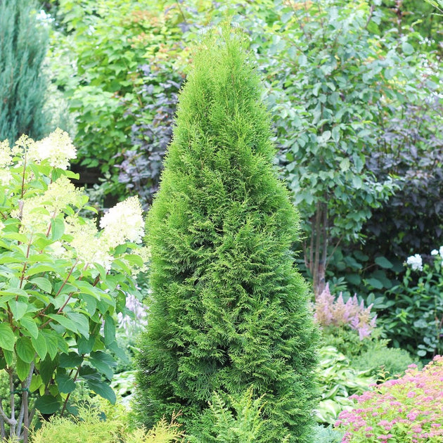 Thuja occidentalis 'Smaragd'