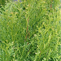 Thuja occidentalis 'Smaragd' evergreen foliage