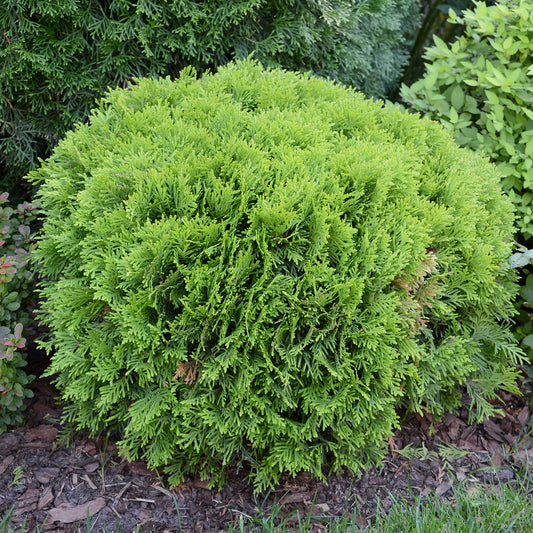 Thuja occidentalis Danica conifer