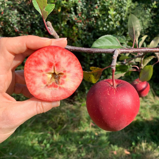 Tickled pink apple cut in half