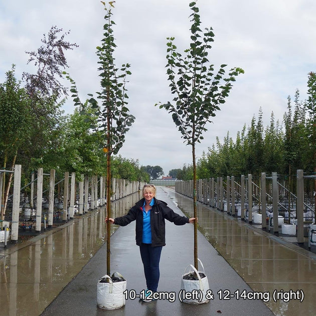 Tilia cordata 'Greenspire' mature trees