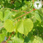 Tilia cordata 'Winter Orange'