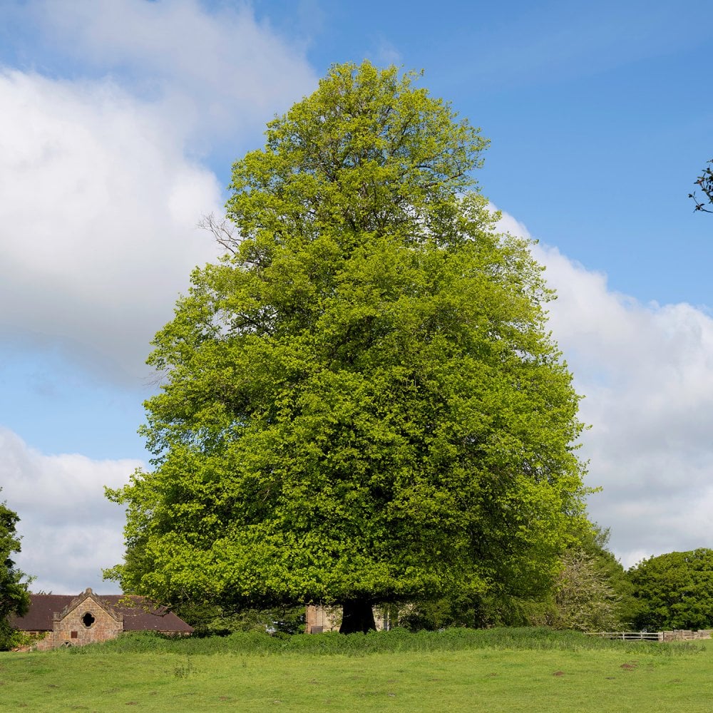 Tilia europaea 'Euchlora'