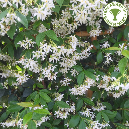 Star Jasmine climber