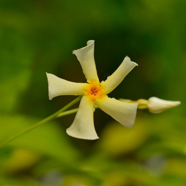 Trachelospermum Jasminoides Star Of Toscana Jasmine