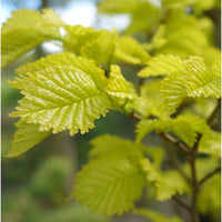 Golden Elm foliage