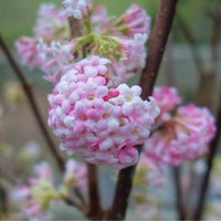 Viburnum × bodnantense 'Dawn' shrub