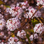 Viburnum × bodnantense 'Dawn' Shrub