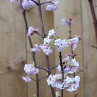 Viburnum × bodnantense 'Dawn' flowers