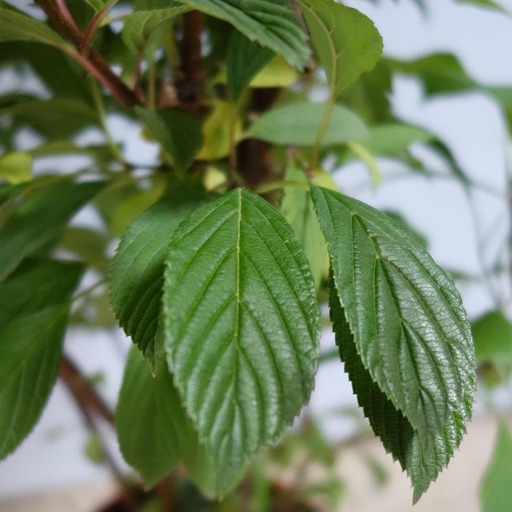 Viburnum × bodnantense 'Dawn' foliage