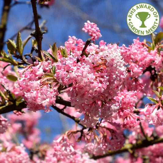 Viburnum × bodnantense 'Charles Lamont'