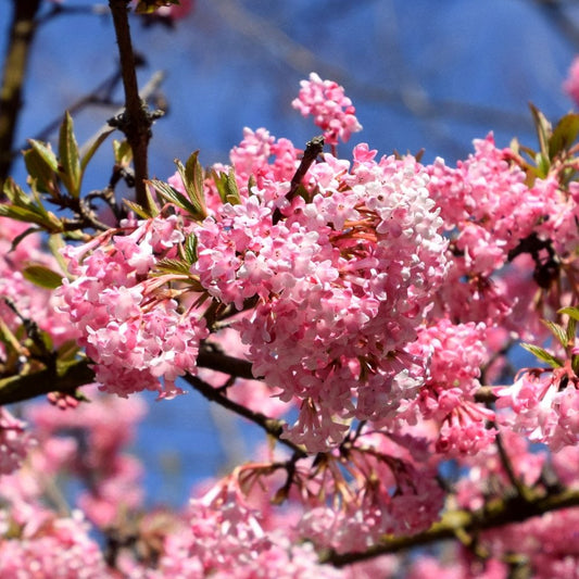 Viburnum × bodnantense 'Charles Lamont'