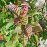 Viburnum 'Charles Lamont' leaves on bush