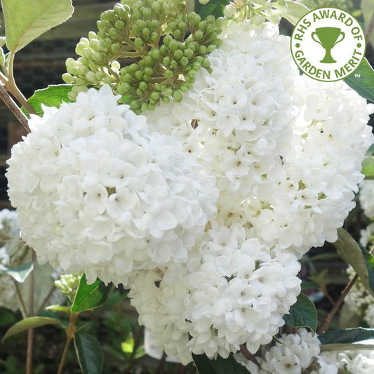 Viburnum erubescens 'Eskimo'