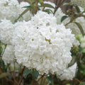 Viburnum erubescens 'Eskimo'