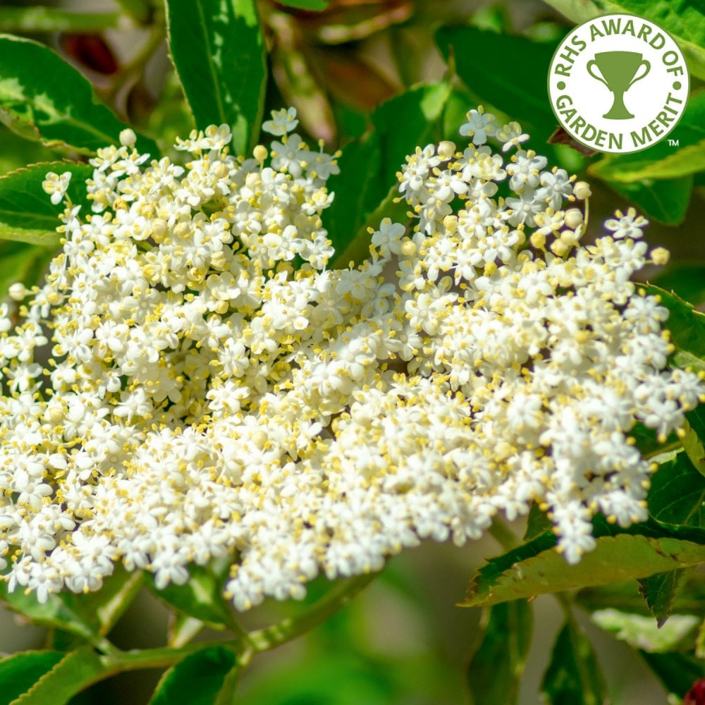 Viburnum tinus 'French White'